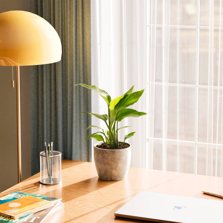 Lively Root - Wholesale Live Plant - Giant Bird of Paradise3