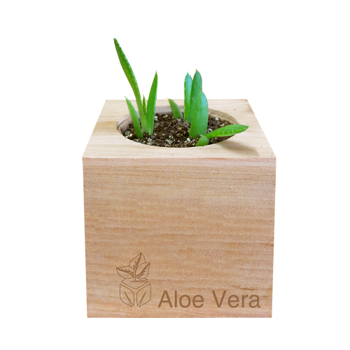 Sprigbox - Wholesale Planter Box - Aloe Vera Grow Kit | Wooden Planter | Succulent Gardening2