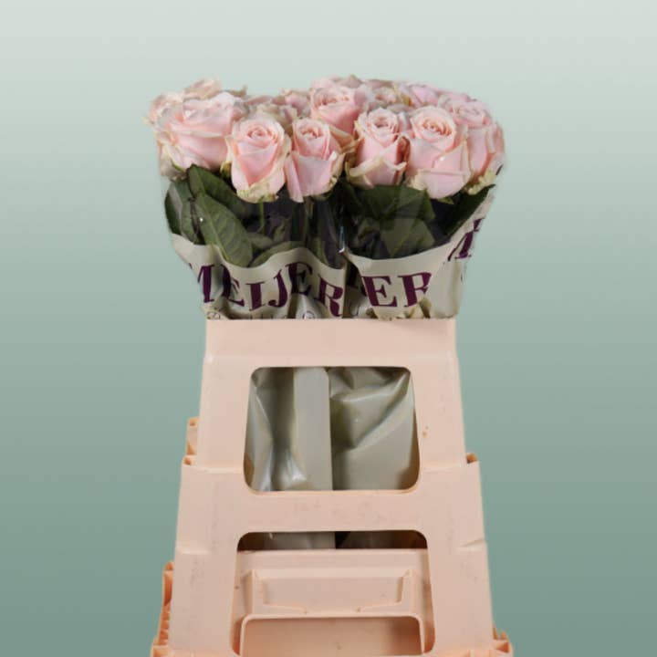 Rose Sweet Avalanch for wholesale by All Occasions Wholesale