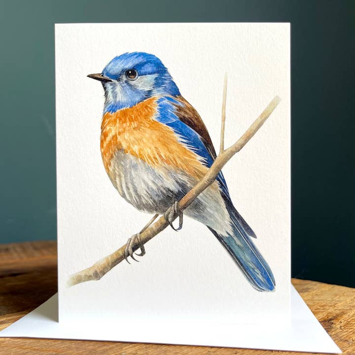 Western Bluebird - Blank Note Card for wholesale by Amy Shawley Paquette
