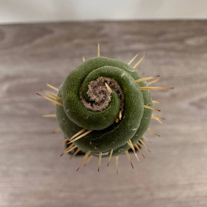 Grow Margo - Wholesale Live Plant - Rare Live Cactus - Eulychnia Castanea Spiralis - Twisted Ra1