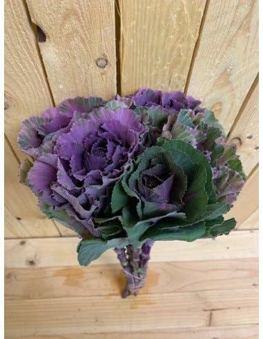 Florasource - Wholesale Fresh Cut Flowers - Kale (Brassica) 30 Stems1
