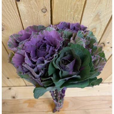 Florasource - Wholesale Fresh Cut Flowers - Kale (Brassica) 30 Stems1