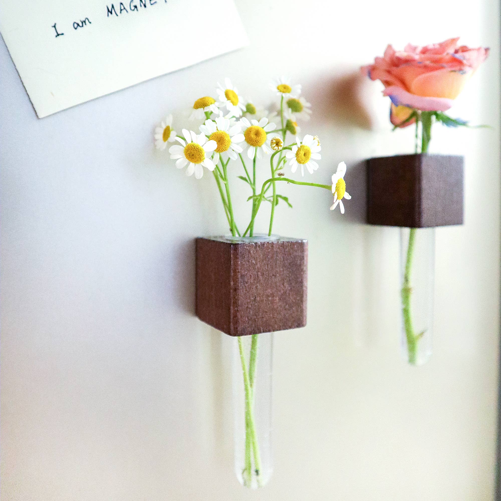 Kitsville - Vendita all'ingrosso Calamite - Mini vasi magnetici – Set di 2 – Magneti decorativi per frigorifero5