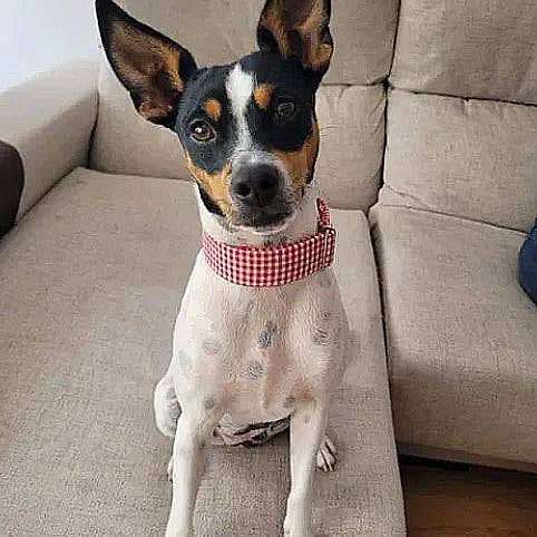 hundsfutter - Wholesale Pet Collar - Dog - Anti escape collar for dogs wide9