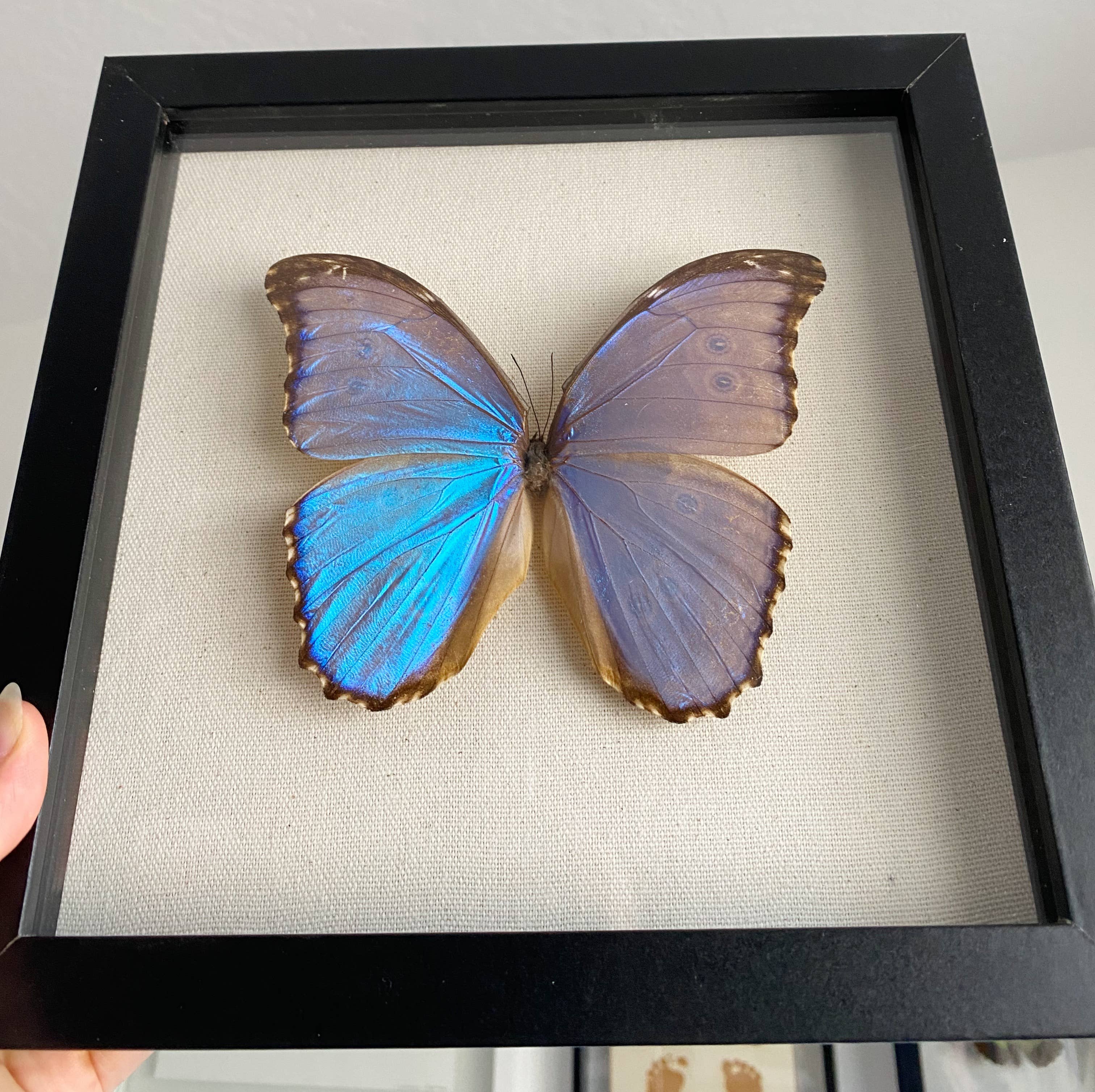 Sunny & Stuff - Wholesale Wall Accent - Framed Blue Morpho Butterfly1