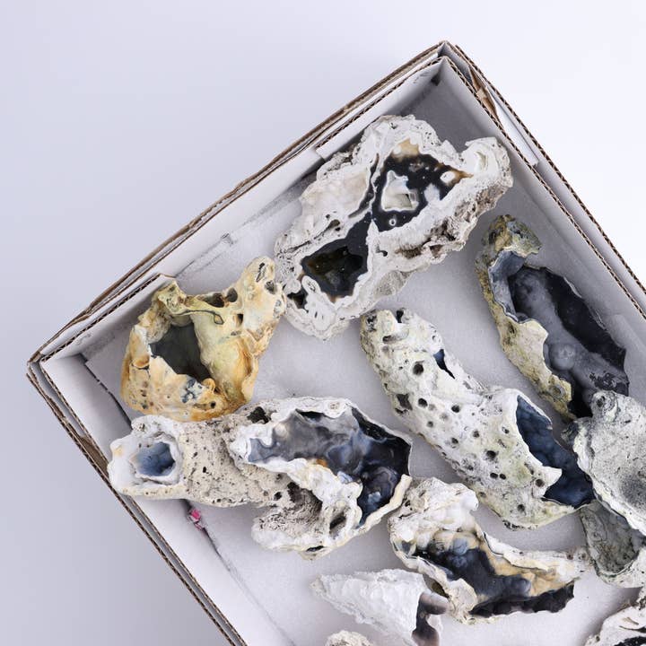 Agatiseret koral flad for engroshandel hos Mi Esperanza Minerals