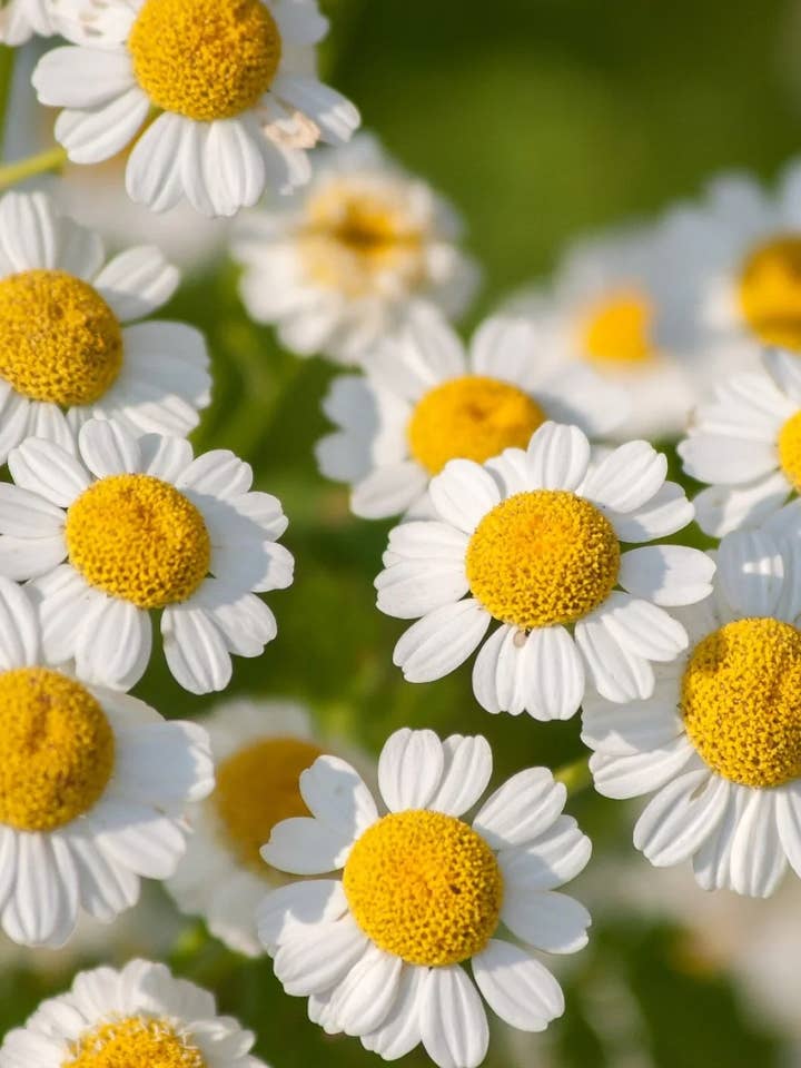 Feverfew Herbal Tincture for wholesale by Daydream Organics | Prairie Doctor Brand