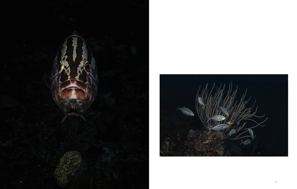 W. W. Norton - Wholesale Nature & Outdoors - Wild Ocean: A Journey to the Earth's Last Wild Coasts7