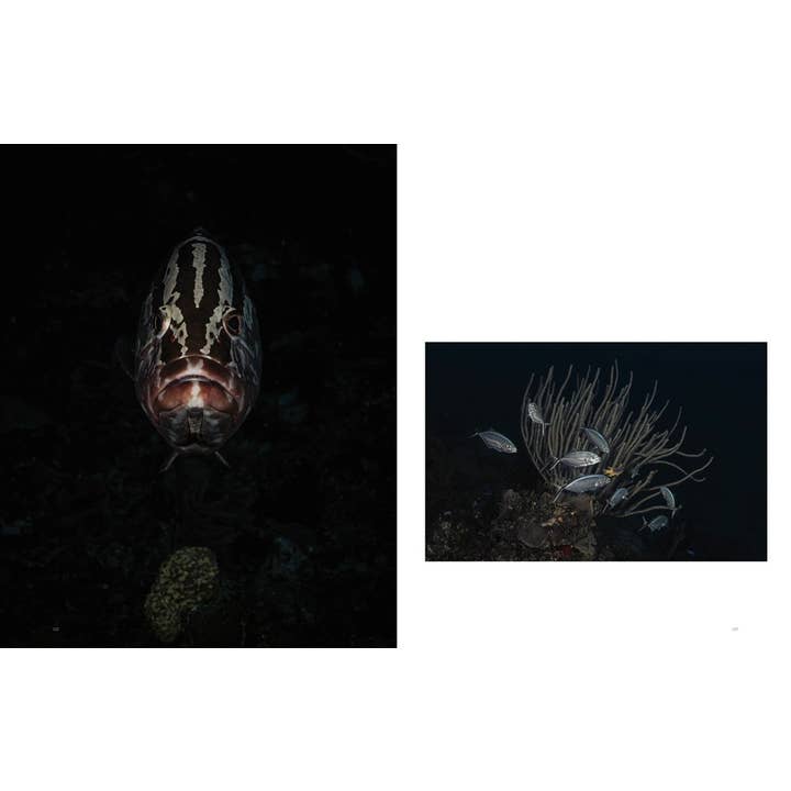 W. W. Norton - Wholesale Nature & Outdoors - Wild Ocean: A Journey to the Earth's Last Wild Coasts7