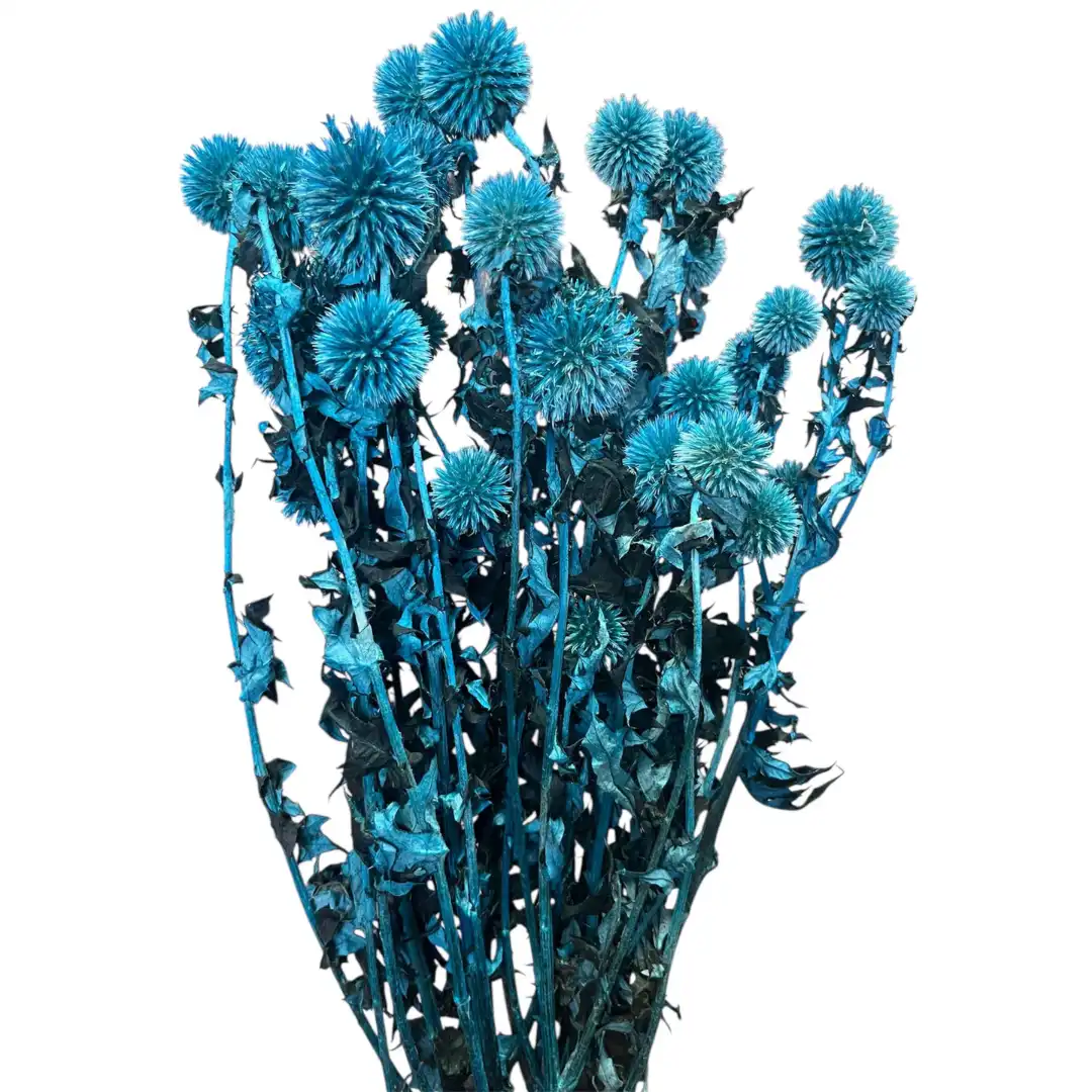 Botanico Ltd. - Wholesale Gedroogde/geperste bloemen - Echinops2