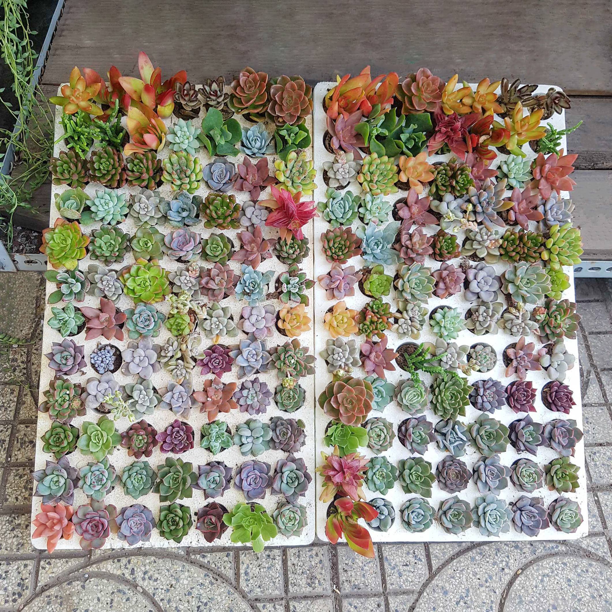 Best Plant Friend - Vente Succulentes - Plateau à succulentes aléatoire - 64 plantes succulentes vivantes en vrac - Pot de 2 pouces11