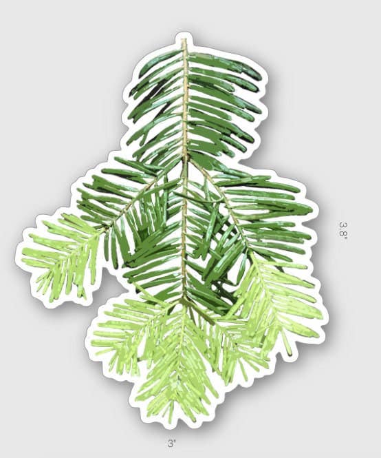 Stick Outside - Wholesale Sticker - Oregon Grand Fir Sticker1