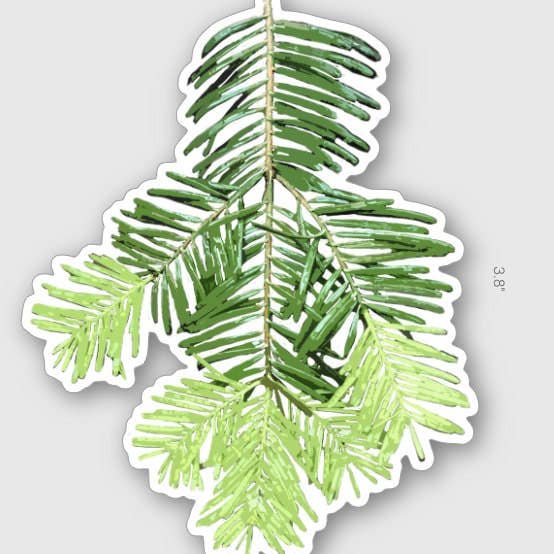 Stick Outside - Wholesale Sticker - Oregon Grand Fir Sticker1