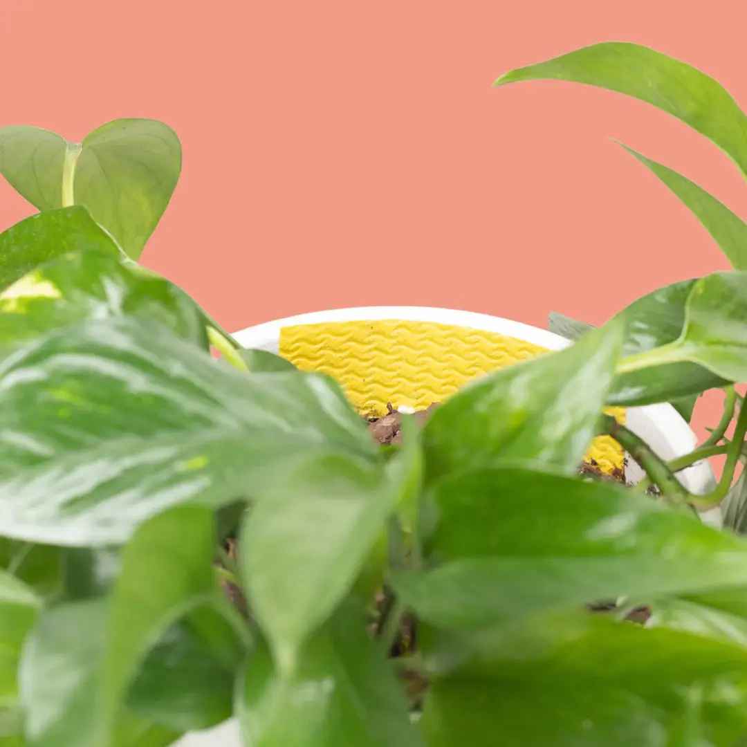 We the Wild Plant Care - Australia - Wholesale Garden Tool - Compostable Gnat Traps - Case of 121