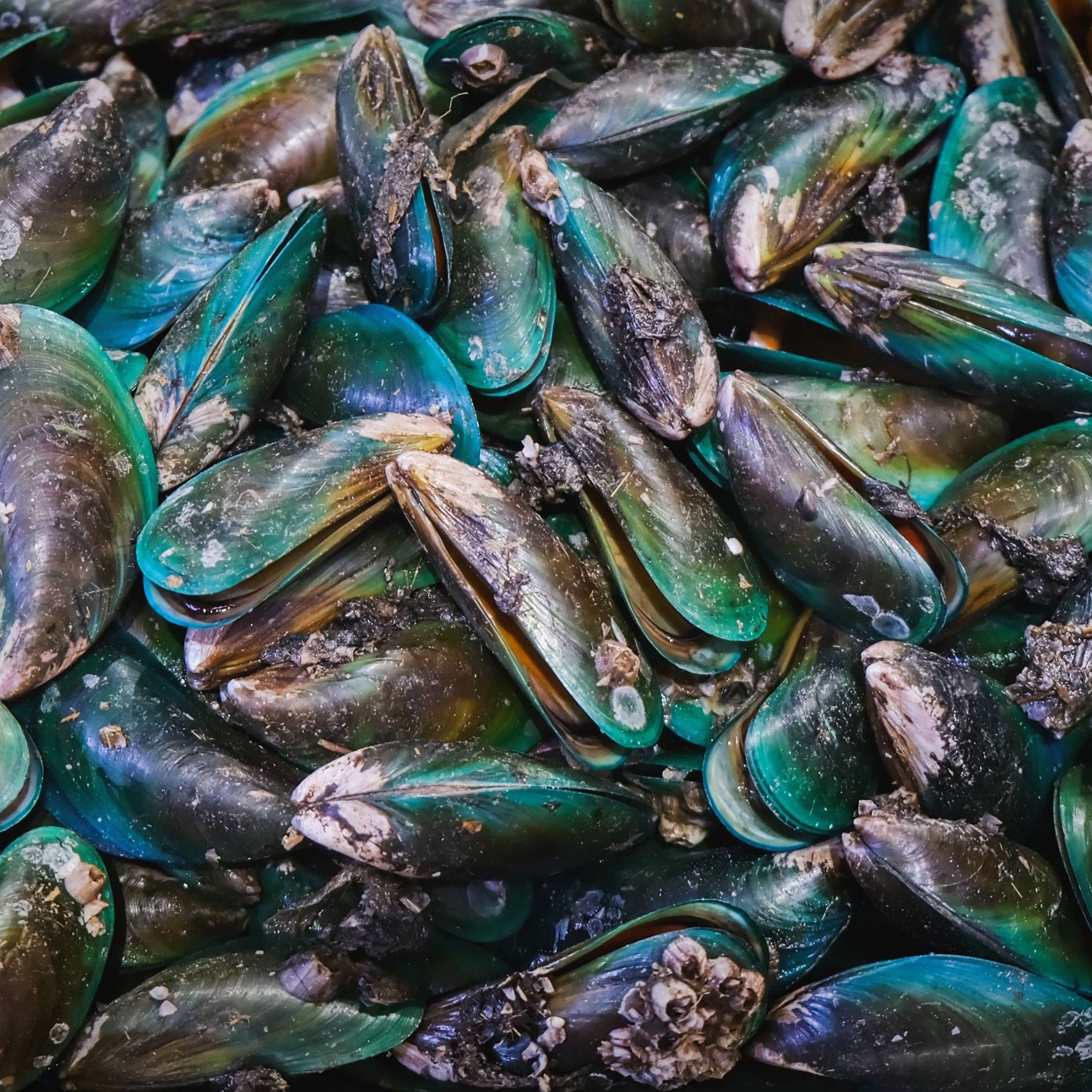 Pet Wiz - Vendita all'ingrosso Integratori - Cani e gatti - Polvere di cozze dalle labbra verdi - 100 g1