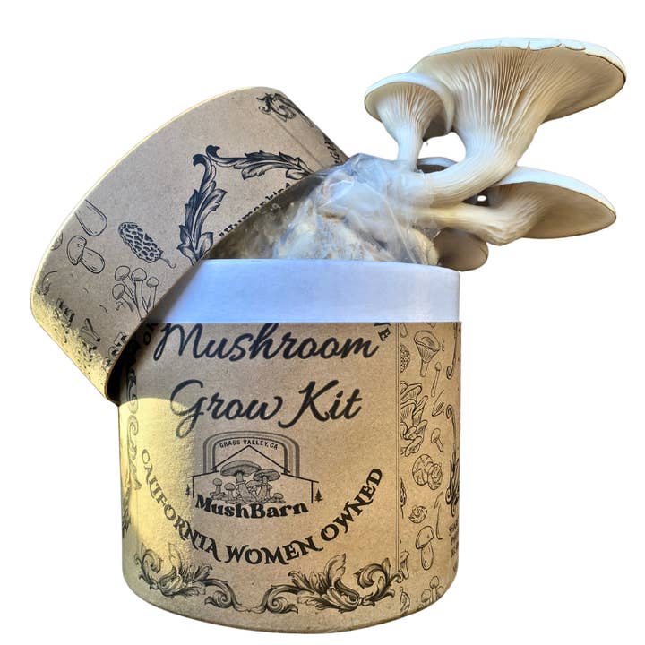Mushroom Grow kit - Pearl Oyster for wholesale by MushBarn