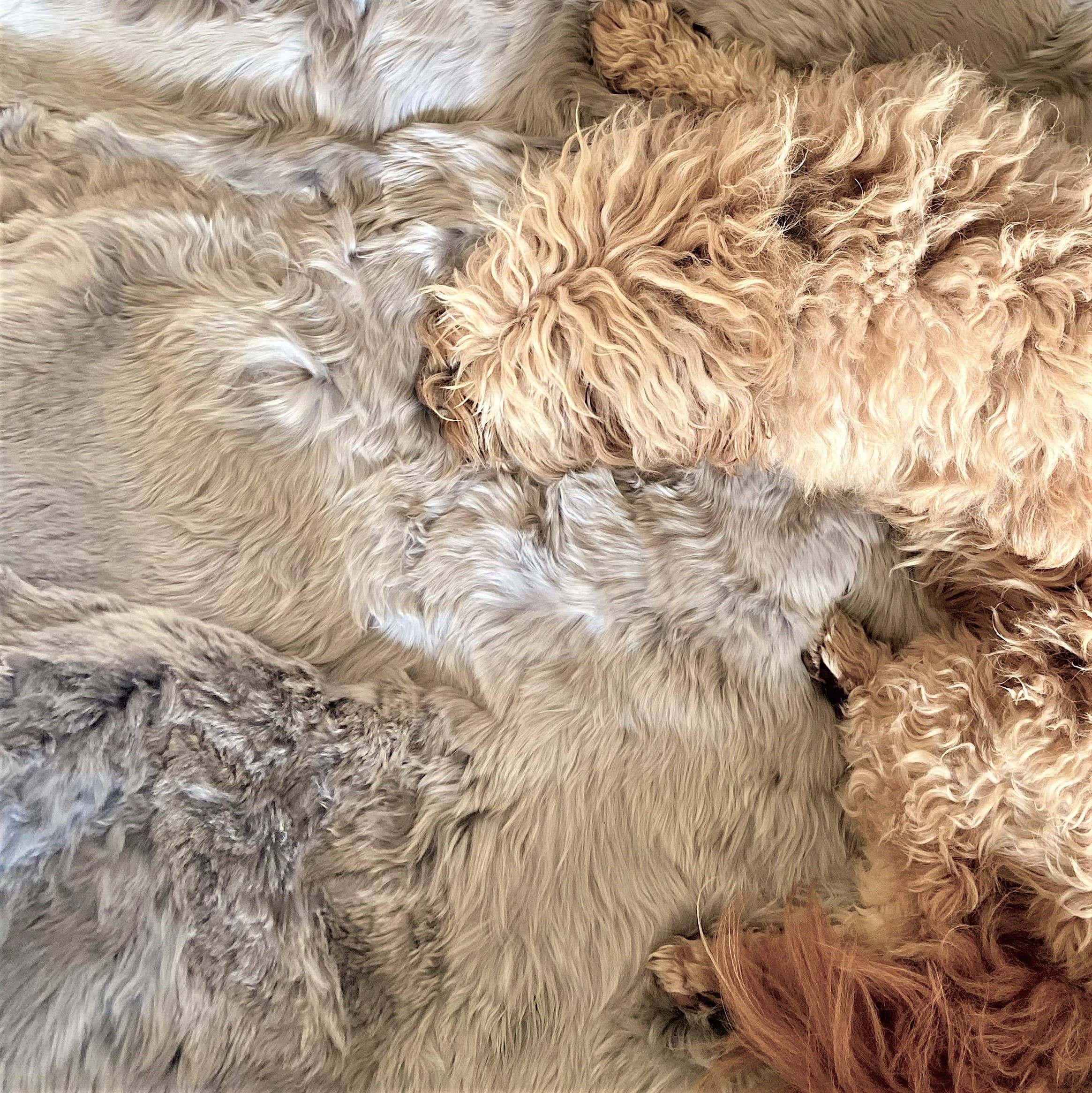 Samantha Holmes Alpaca Clothing and Gifts - Wholesale Throw Blanket - The Alpaca Fur Throw by Samantha Holmes - Made to Order4