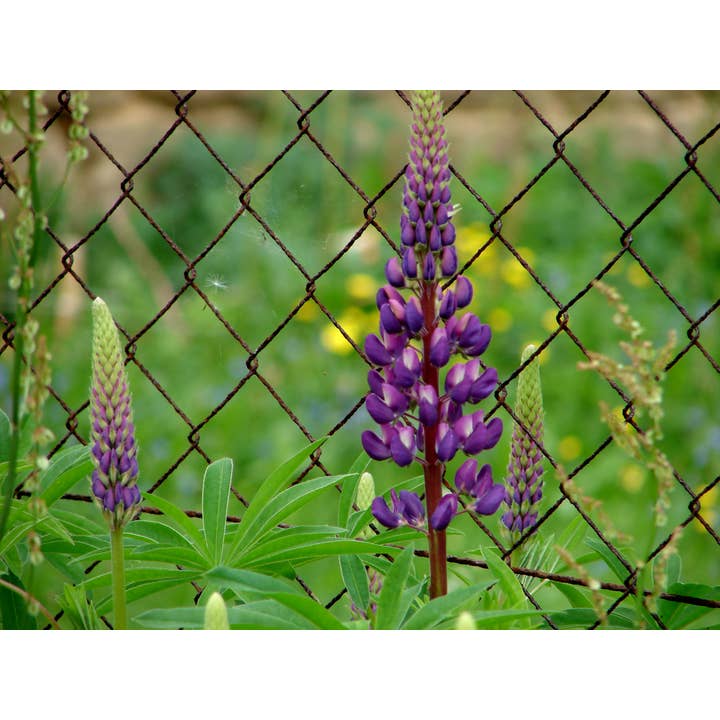 z Hilsen Kort Fotografi Blomst Lupin_01 for engroshandel hos PhotoWord Art