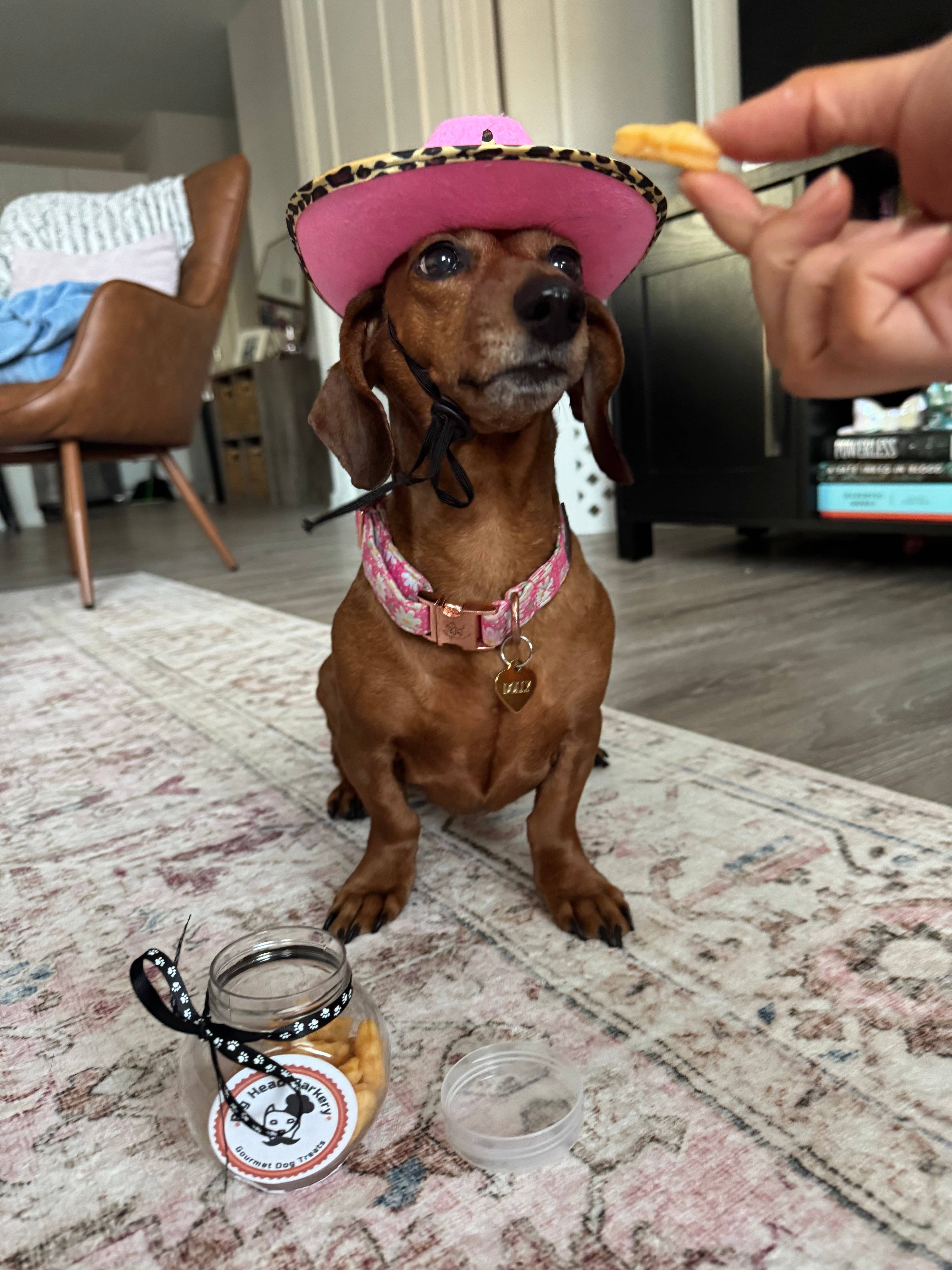 Big Head Barkery - Wholesale Pet Treats - Dog - Cheddar Cheese Fish-Shaped Dog Treats |Crunchy, Savory Bites8