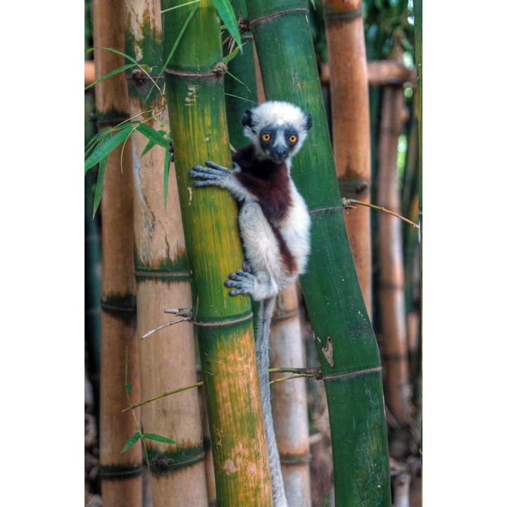 Affiche d'art photo de lémurien bébé sifaka de Madagascar dans un arbre de bambou pour la vente par Gotham Gifts