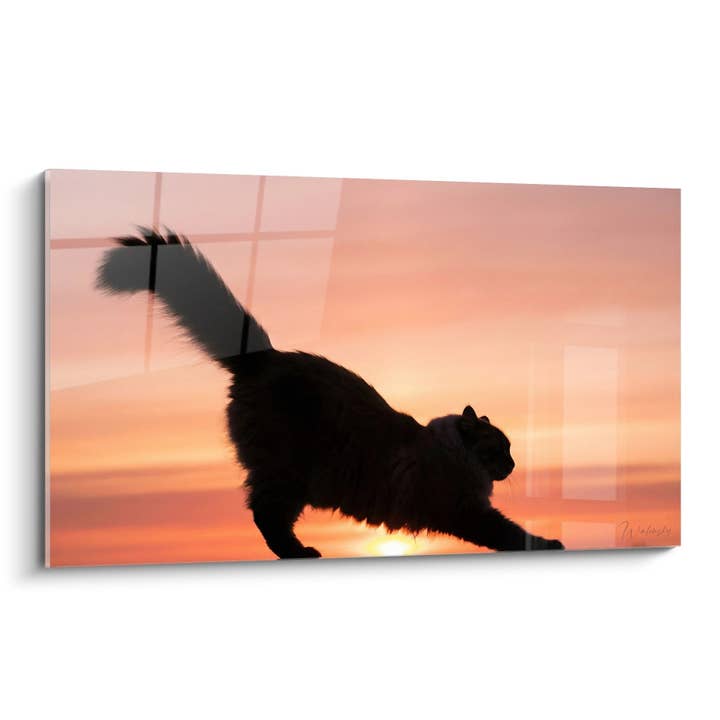 Silhuet af en kat på et lærred - Kat i modlys - Udgave af Ragamuffin kat for engroshandel hos Walensky