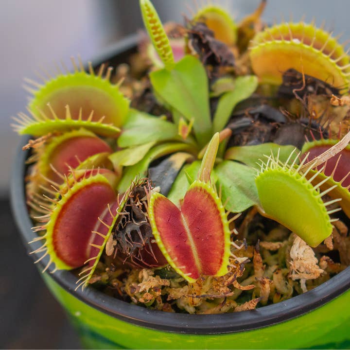 Killer Plant Company - Wholesale Live Plant - Venus Fly Traps w/ Humidity Dome