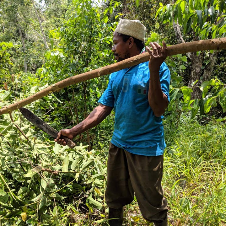 Burlap & Barrel - Wholesale Dried Spice - Cinnamon Verum (Ceylon cinnamon) - Single Origin Spice1