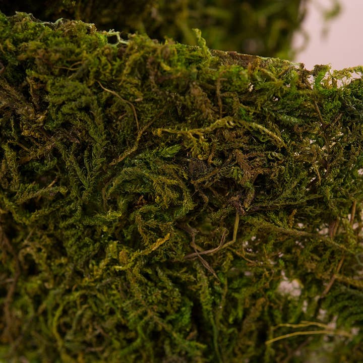 Weddingstar Inc. – wholesale Ribbon – Gift wrapping – Roll Of Faux Moss Ribbon