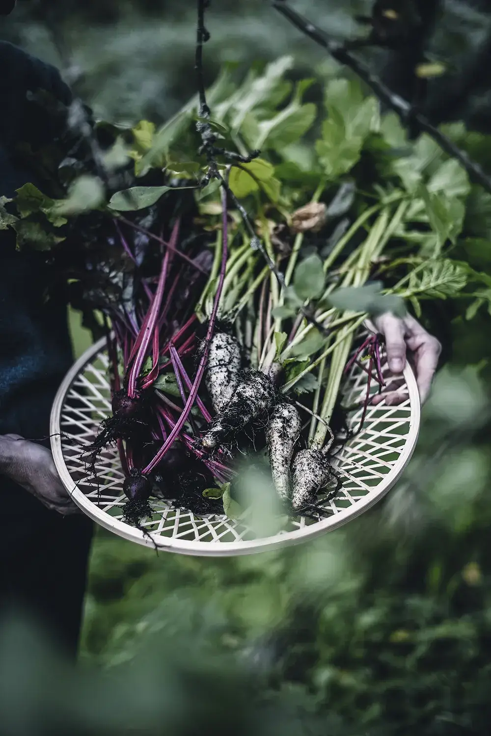 Cozy Publishing - Wholesale Cookbooks and food - From Oven To Table - The Art of Sheet Pan Recipes6