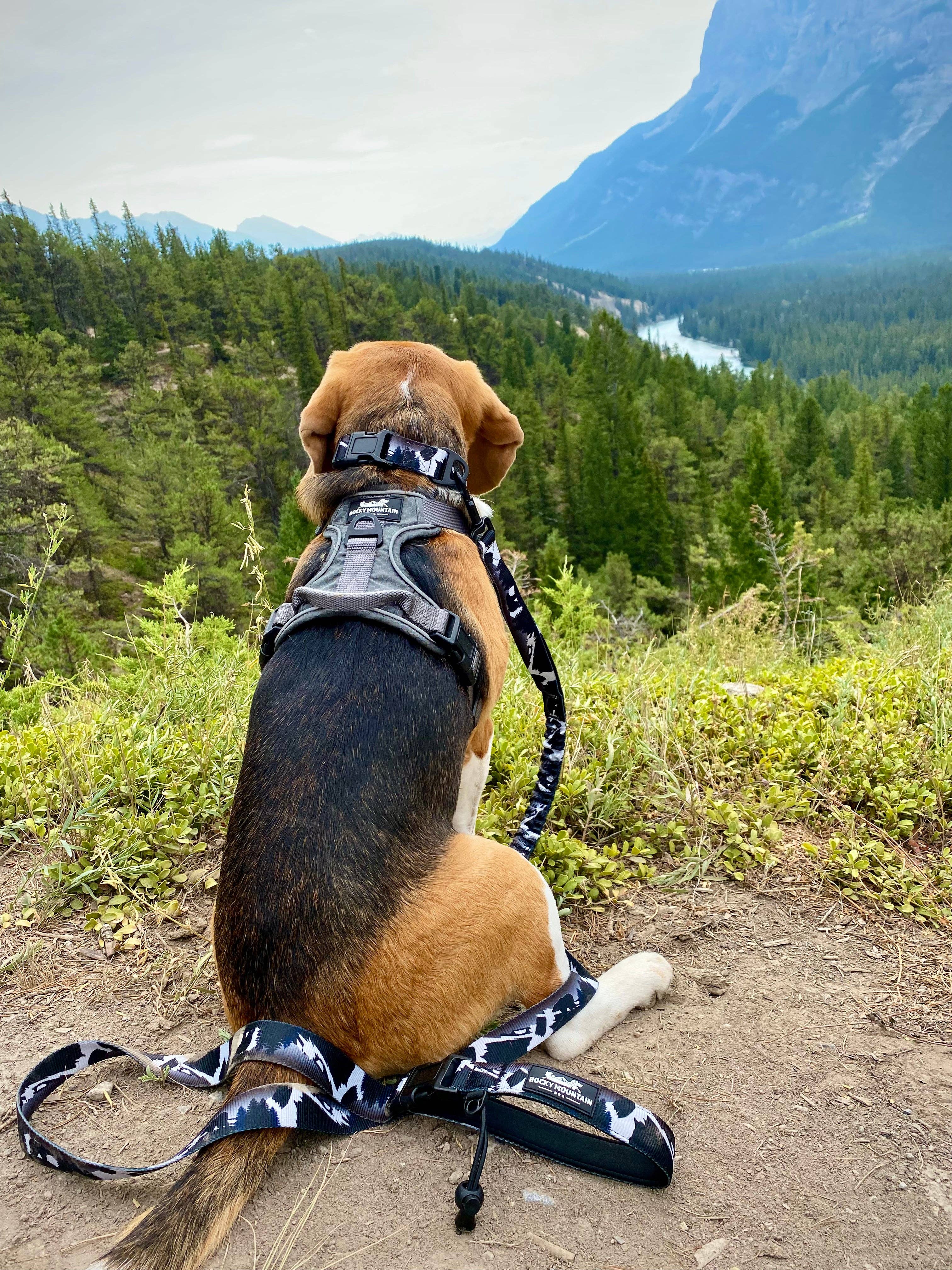 Rocky Mountain Dog - Vendita all'ingrosso Guinzaglio - Cani - Guinzaglio per cani da montagna a mani libere - 6 piedi o 8 piedi - The Grizzly5