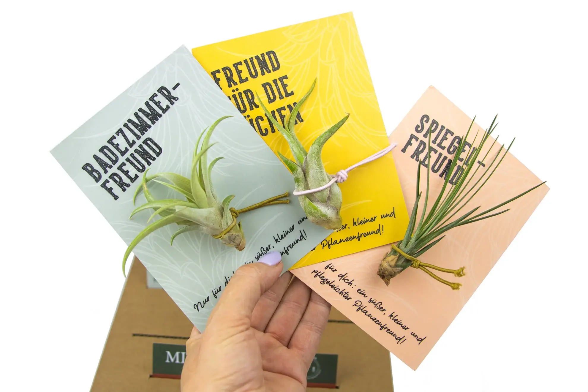 Juffrouw Pannenkoek deco /JP deco - Wholesale Live Plant - Plant Friends – set of 9 air plants with suction cup11