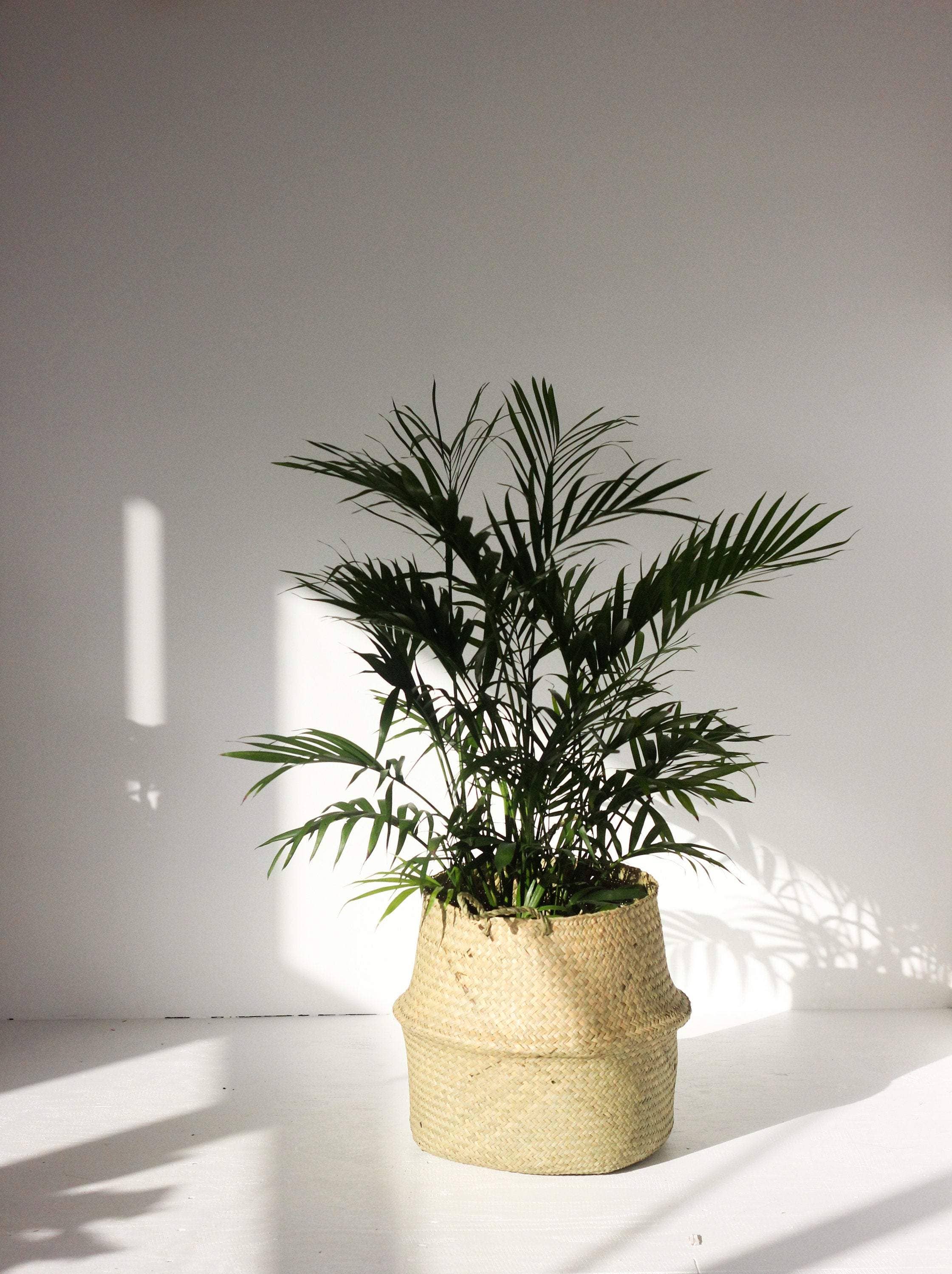 Sprout & About - Wholesale Plant Pot - Woven Seagrass Belly Basket Planter8