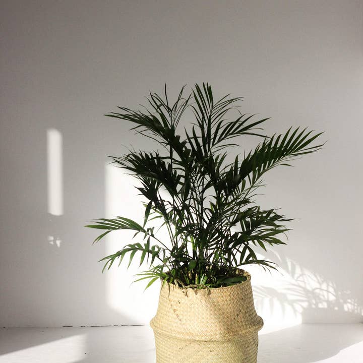 Sprout & About - Wholesale Plant Pot - Woven Seagrass Belly Basket Planter8