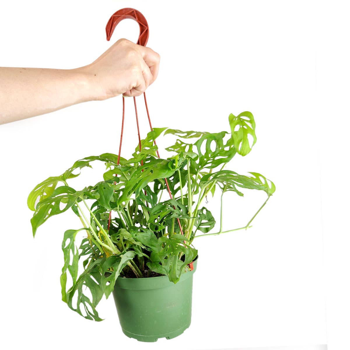 Best Plant Friend - Wholesale Live Plant - Monstera Adansonii 'Swiss Cheese' - Live Plant - 4/6 inch2