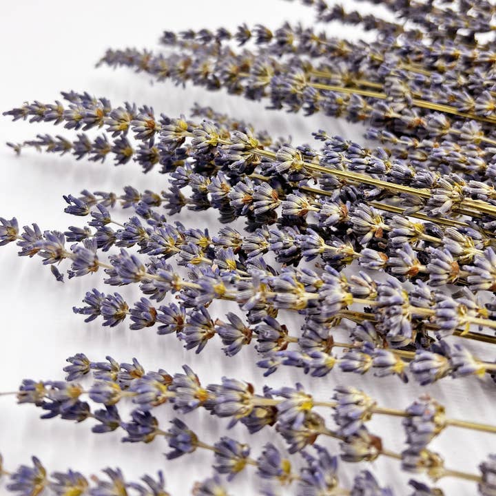 2626 Designs - Wholesale Dried/Pressed Flowers - Dried Preserved Lavender Bouquets 21" Multiple Colors4