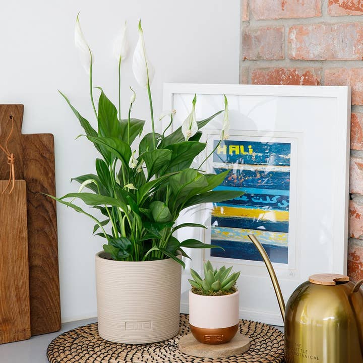 The Little Botanical – wholesale Succulent – Miranda19