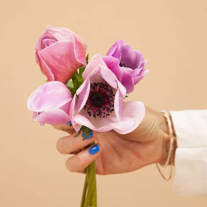 Plantgem - Wholesale Plant Seeds - Anemone Mistral Rarity - 20 corms