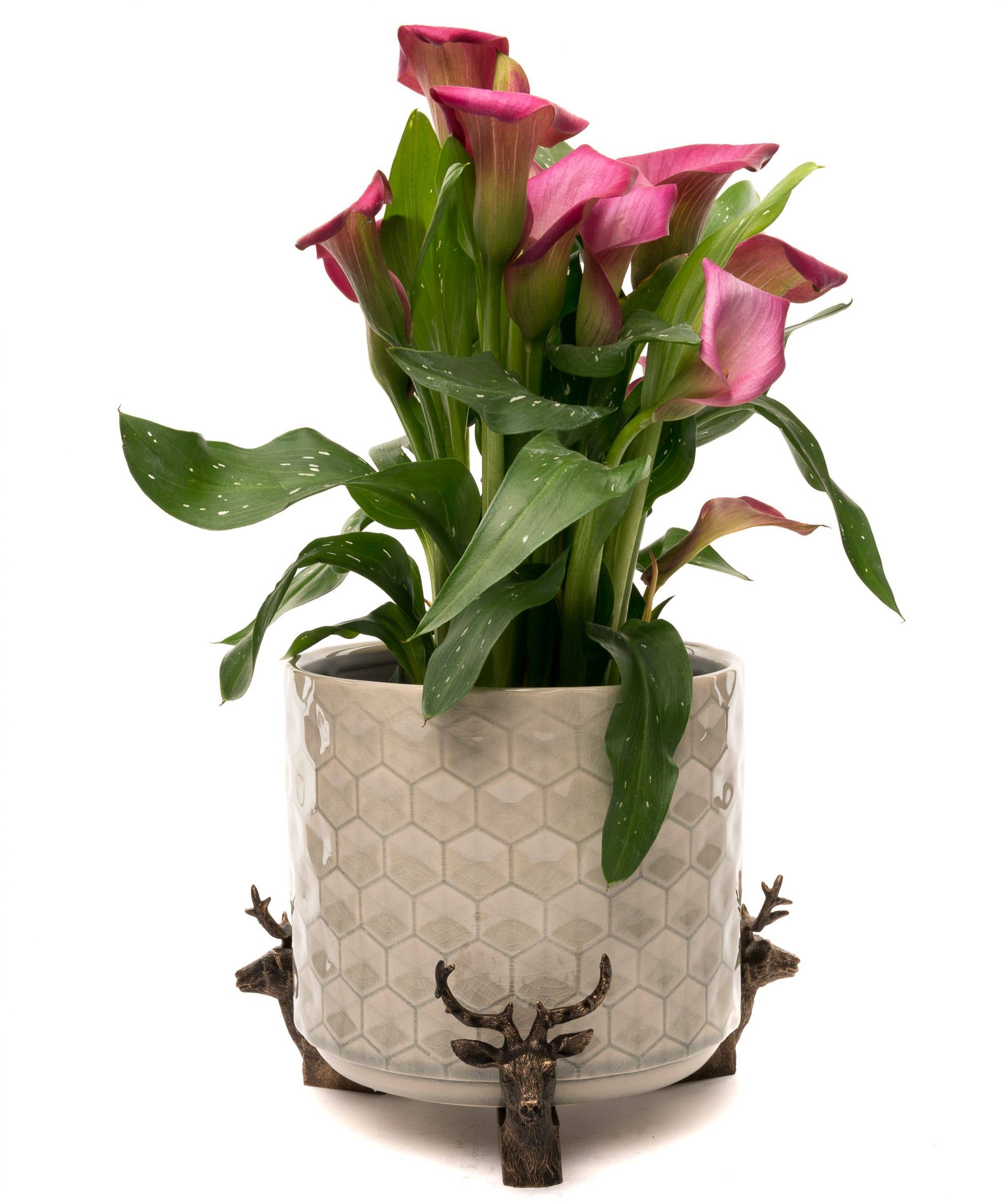 Jardinopia US - Wholesale Plant Pot Stand - Stag Plant Pot Feet - Set of 35