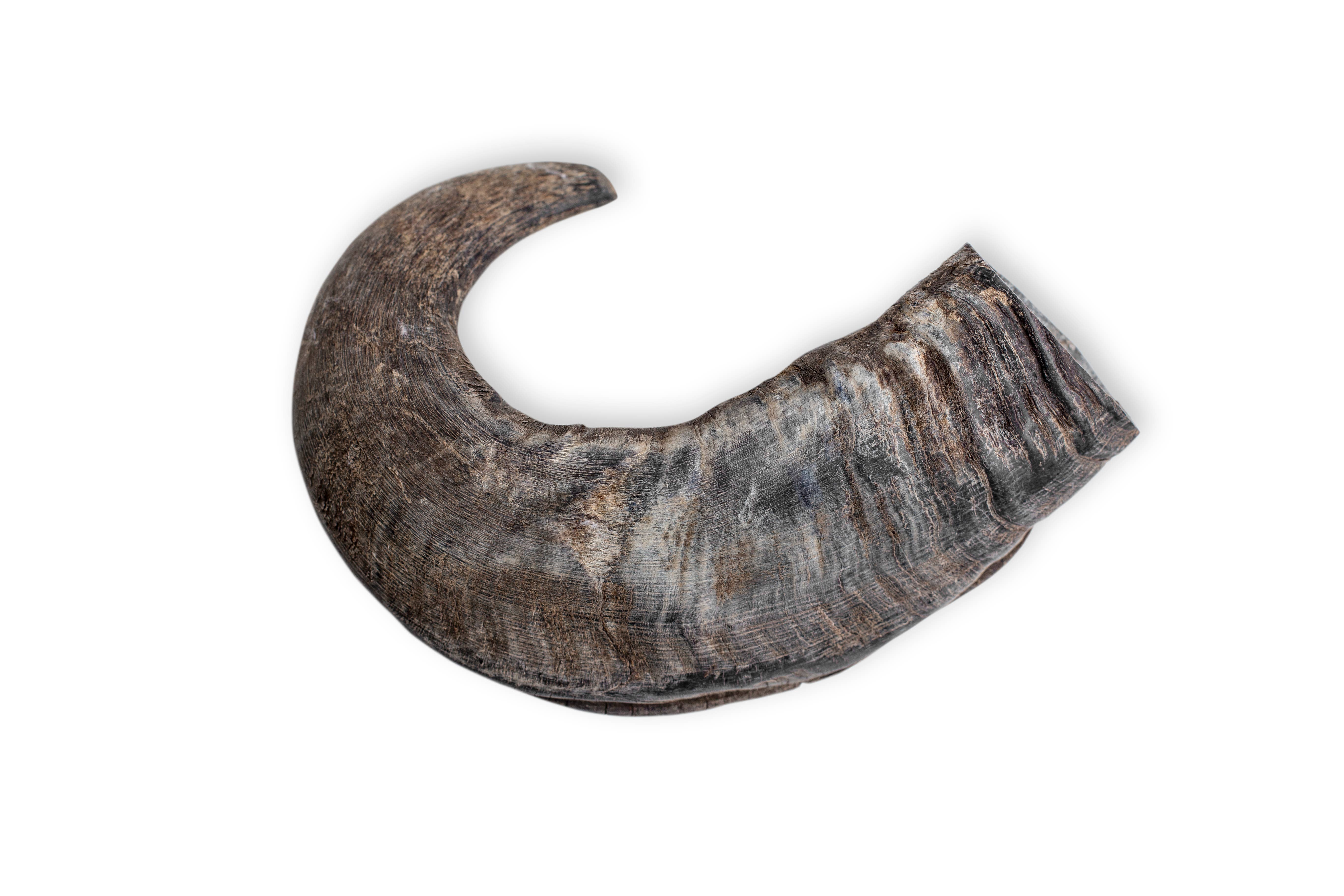 Rozie's Naturals - Wholesale Pet Treats - Dog - WATER BUFFALO HORN- 100% Natural, Dental Dog Chews & Treats9