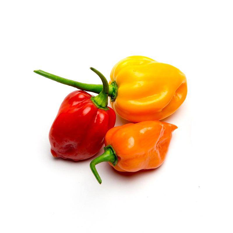 Bentley Seed Co. - Wholesale Plant Seeds - Pepper, Habanero Orange Seed Packets2