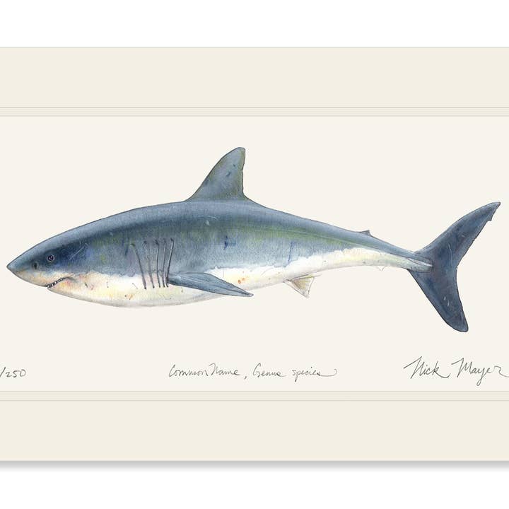 Nick Mayer Art – Engroshandel Kunsttryk – Begrænset udgave af tryk med hvid haj7