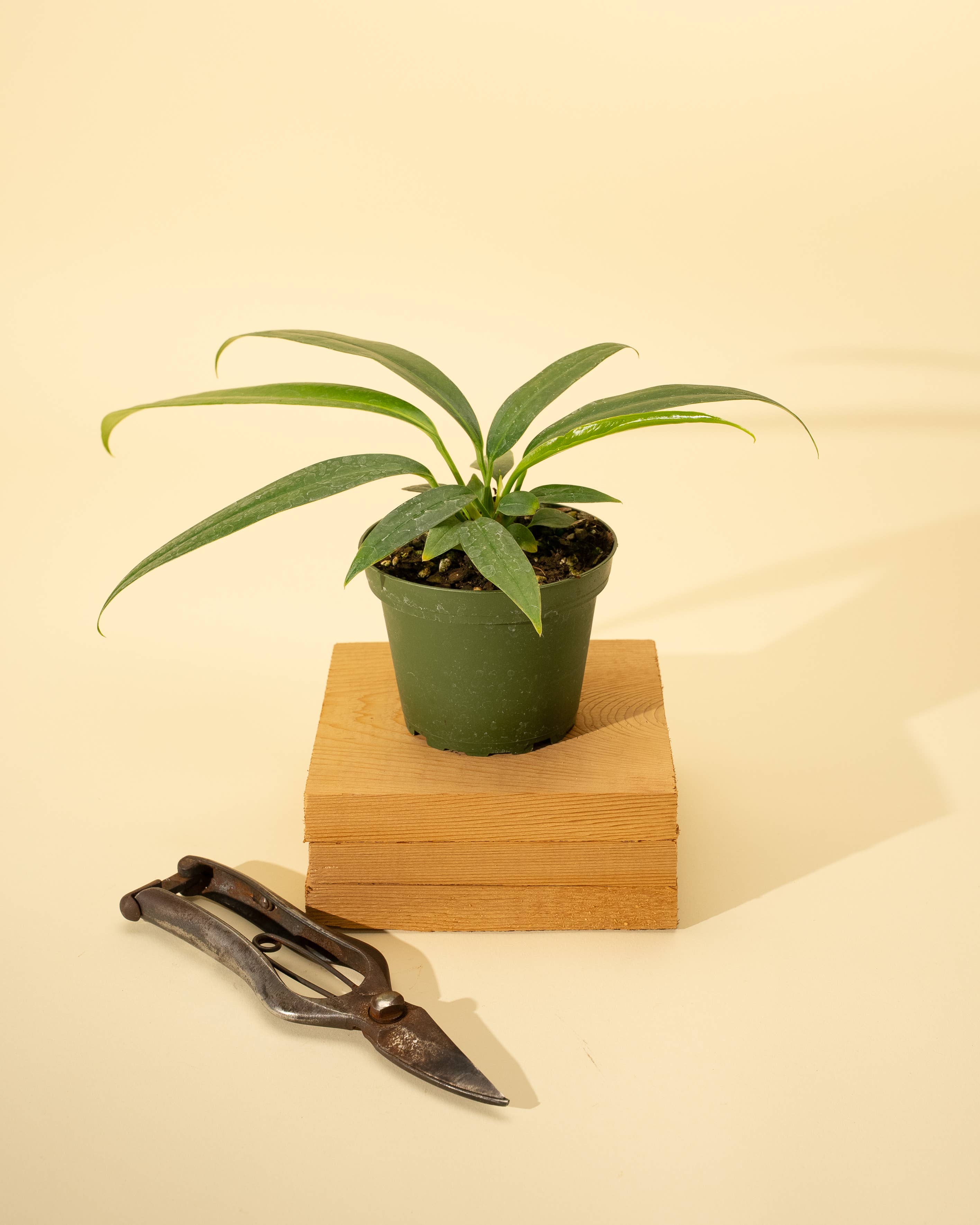 BWH Plant Co - Wholesale Live Plant - 4" Anthurium 'Bakeri'1