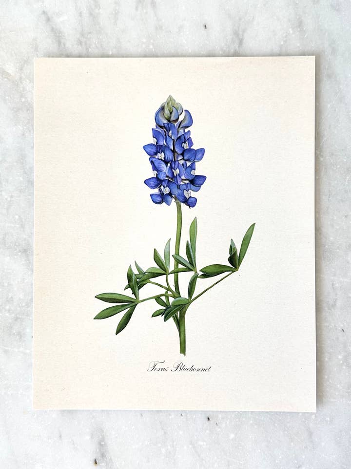 Texas Bluebonnet Flower Vintage Watercolor Art Print for wholesale by Gilded Palms