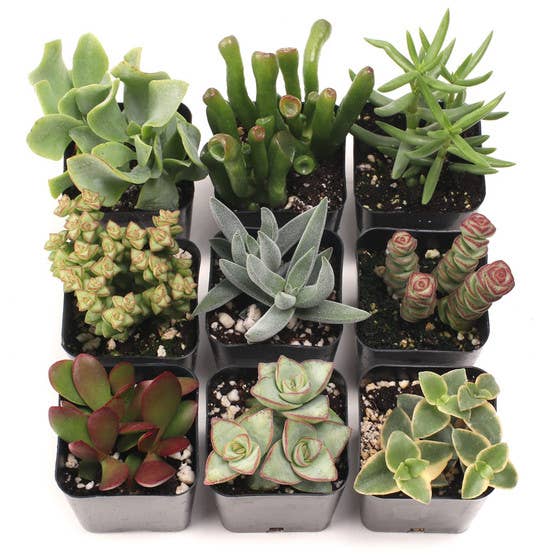 Mountain Crest Gardens - Wholesale Succulent - Crassula & Jade 12-Pack (6 Varieties, 2in Pots)5