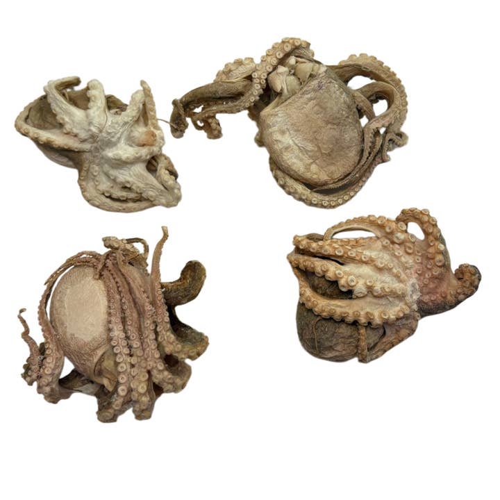 Frysetørret babyblæksprutte for engroshandel hos Rocky&Stella’s Treats