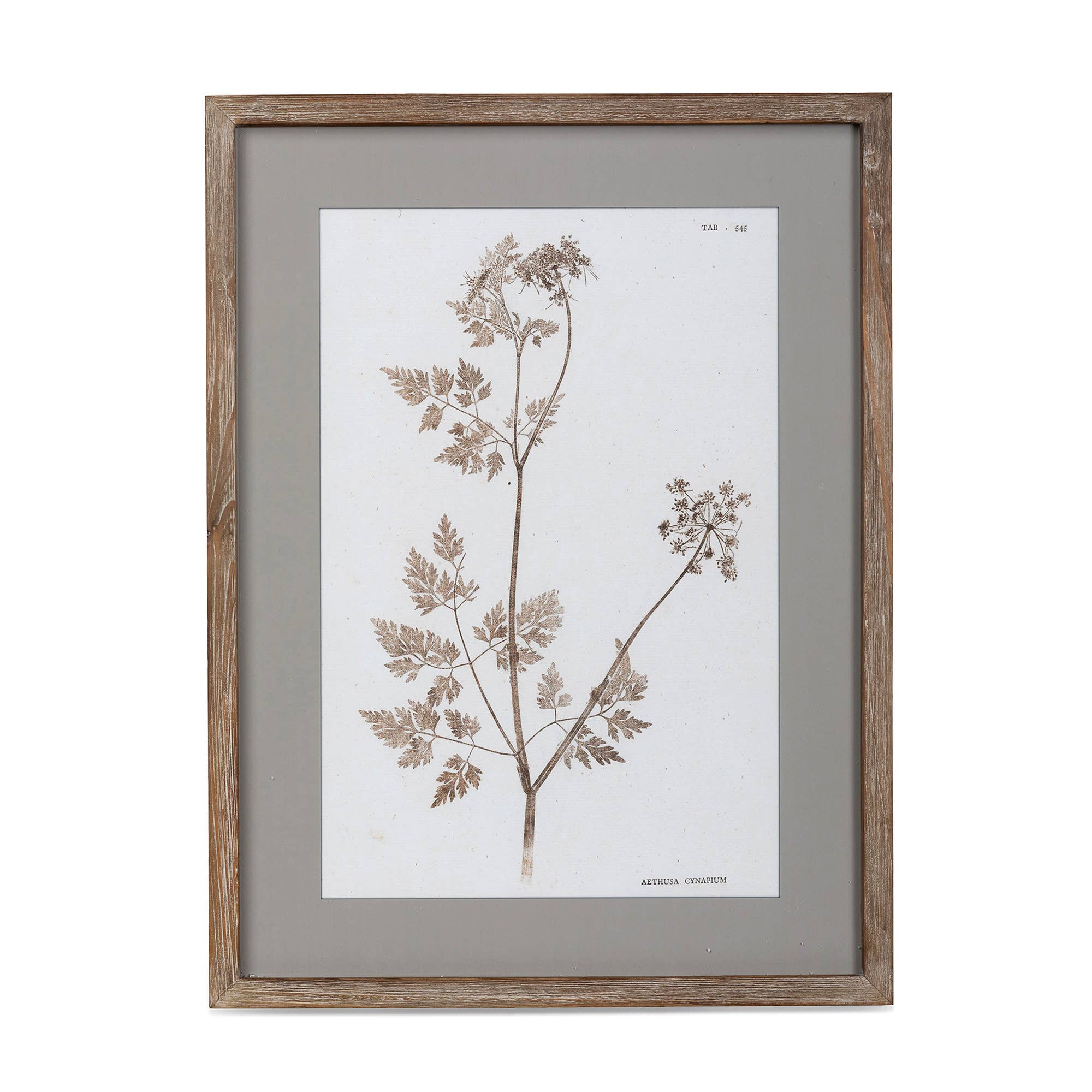 Park Hill Collection - Wholesale Wall Art Set - Framed Botanical Print5