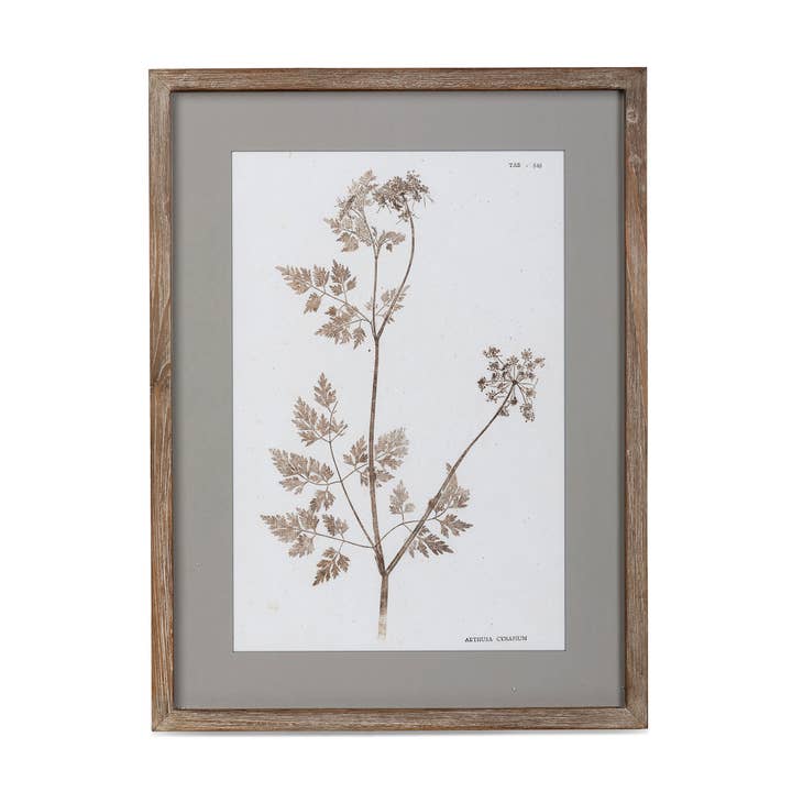 Park Hill Collection - Wholesale Wall Art Set - Framed Botanical Print5