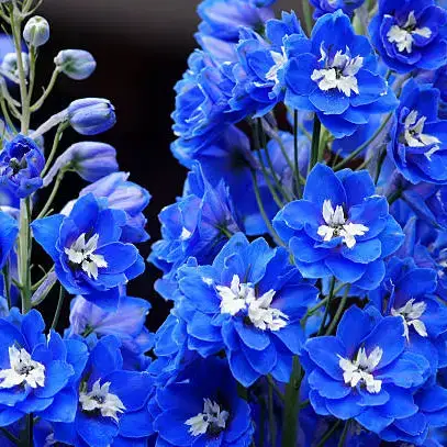 Self-Care Shower - Wholesale Artificial Flowers - Delphinium Bella Dk & Lt - Fresh Cut Flowers 1