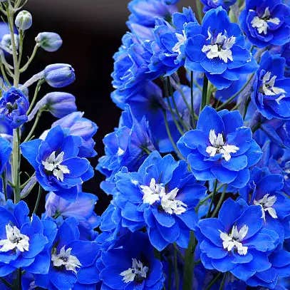 Self-Care Shower - Wholesale Artificial Flowers - Delphinium Bella Dk & Lt - Fresh Cut Flowers 1
